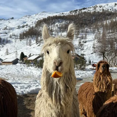 酒店 菲克斯酒店 锡尔斯玛丽亚